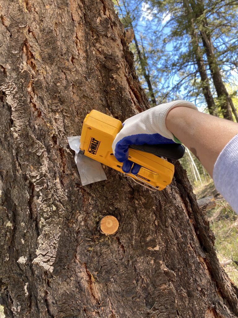 close up of a person stapling a packet onto a tree trunk.