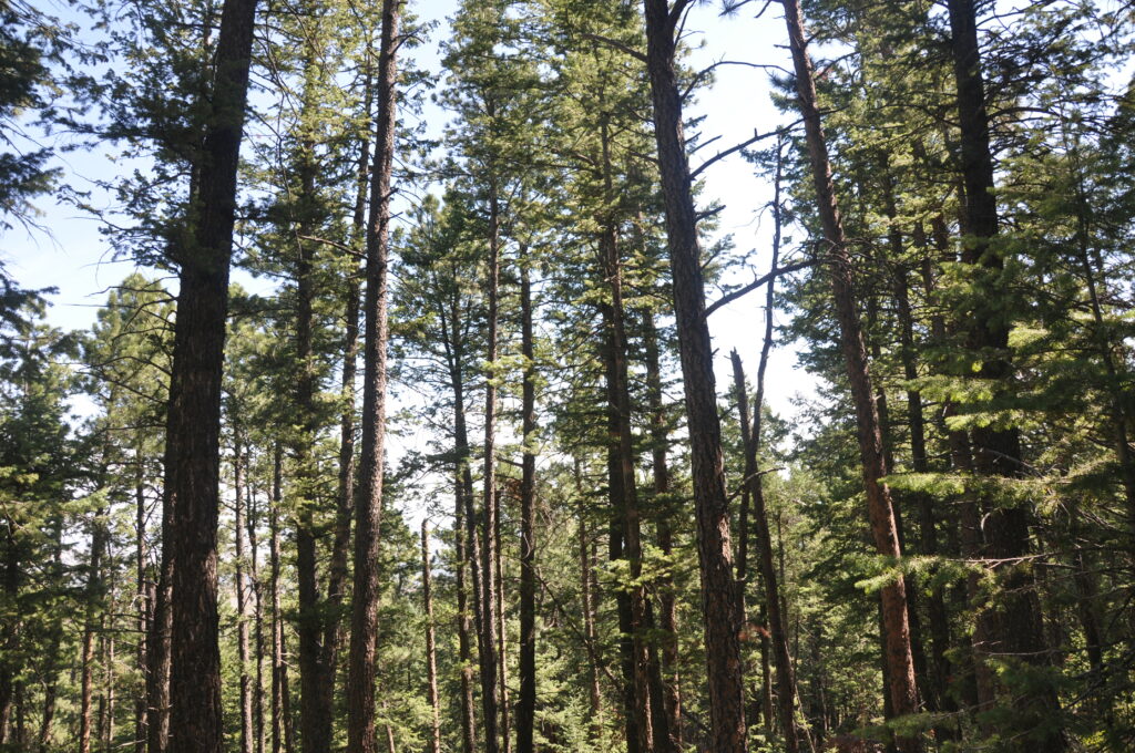 forest of tall coniferous trees.