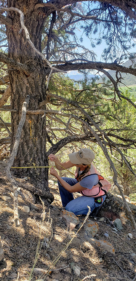 woman wraps tape measure around an evergreen tree. 