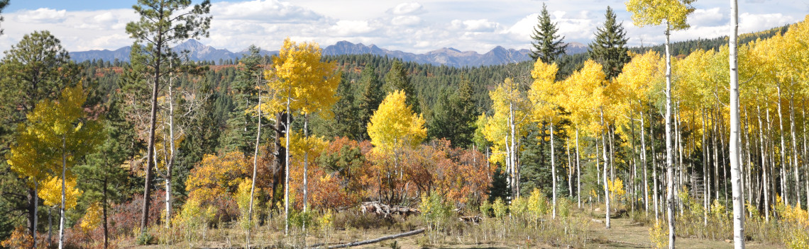 An aspen grove near Pagosa Springs, Colorado
