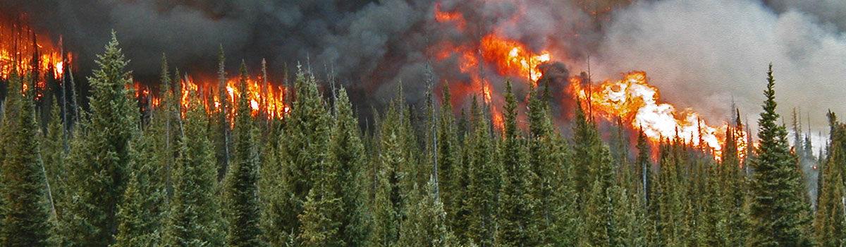 A crown fire in a Colorado forest