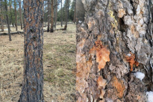 side by side images of a ponderosa pine trunk and a close up of pitch tubes in the trunk that indicate infestation by mountain pine beetle