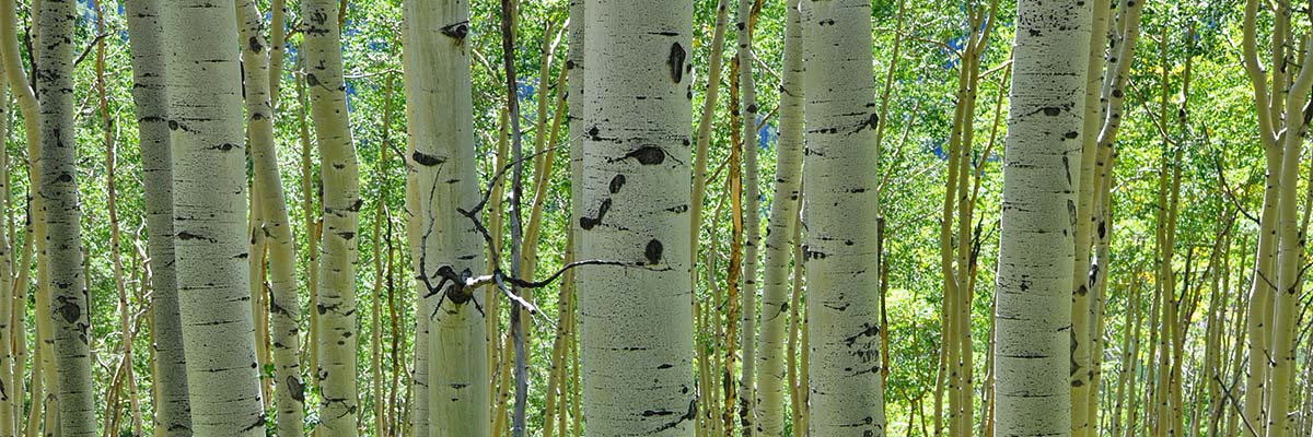 Aspen trees in a Colorado forest