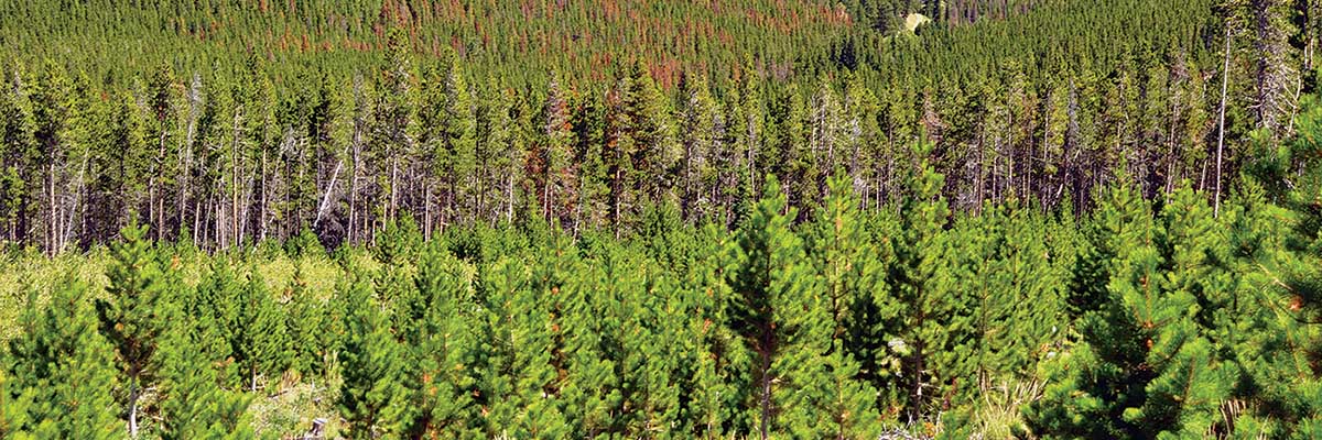 Lodgepole pine regeneration in a Colorado forest