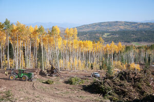 heavy machinery on cleared area next to aspen grove in front of large mountains.