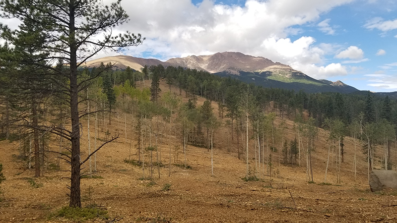 thinned forested area in front of a tall mountain. 