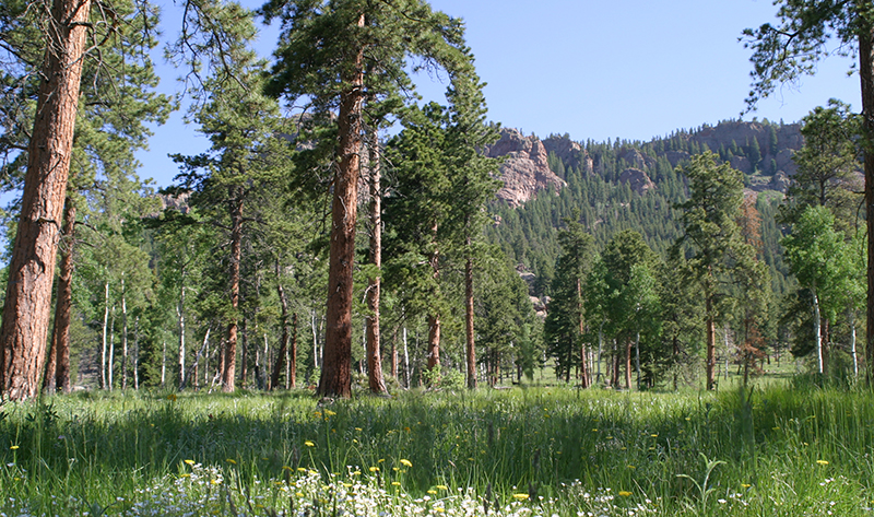 lush, forested area in spring with tall mountains in the background. 