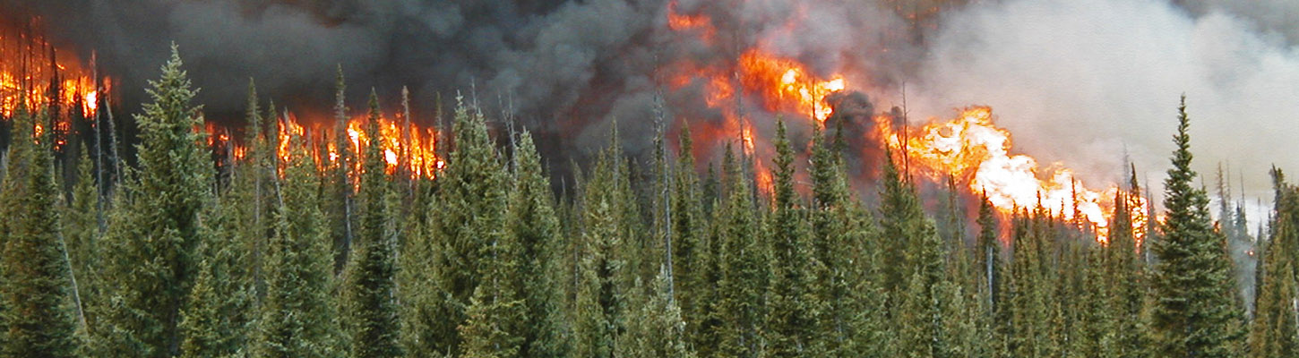 A crown fire in a Colorado forest