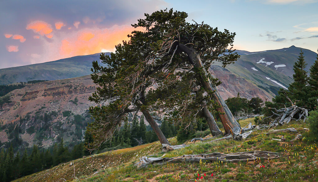 leaning old bristlecone pine tree with sunset behind it