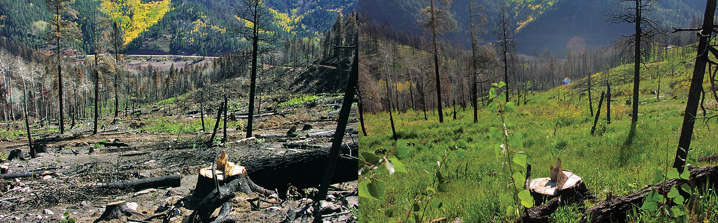 A before-and-after image of post-fire rehabilitation near Durango, Colorado