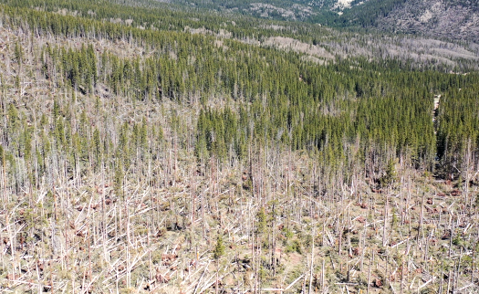 High winds blew down these trees in the Cucharas River headwaters, setting the state for a potential bark beetle outbreak.