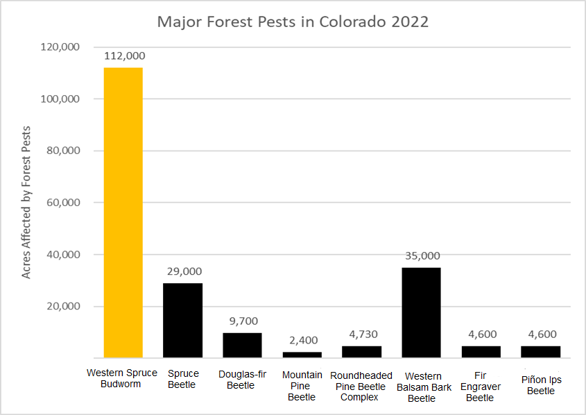 Western spruce budworm is the most widespread forest pest in Colorado.