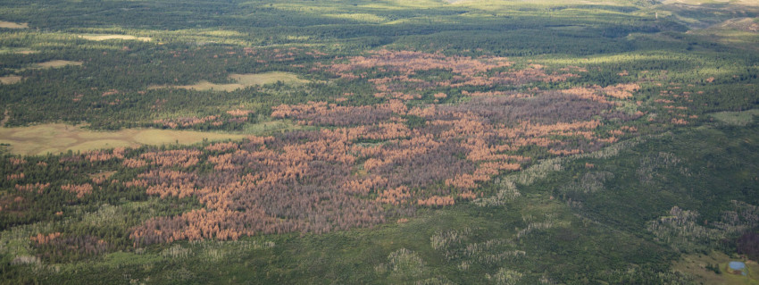 Flying over forests allows managers to detect disturbances from insects and diseases.