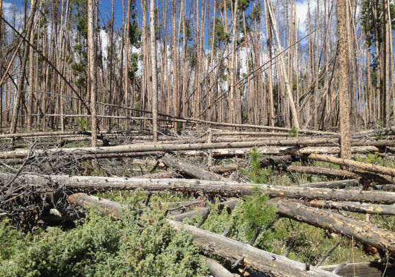 Lodgepole pine beetle-killed trees in Colorado