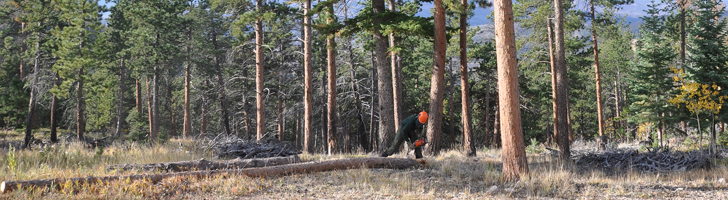 man operates a chainsaw on a downed tree in a mixed conifer forest