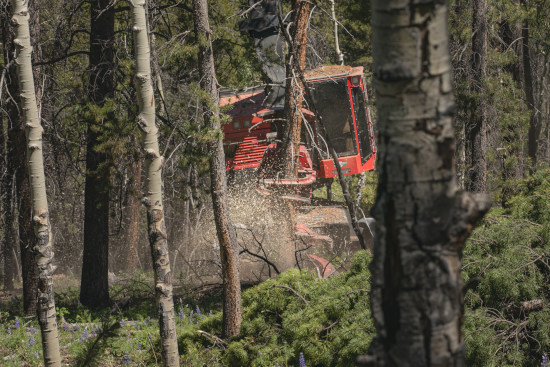 A feller buncher removes a tree in the Taylor Canyon in Gunnison County. 