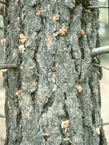 A tree uses precipitation to produce resin. The tree releases resin through its bark to pitch out bark beetles when they try to bore into it. During drought, a tree can produce less resin, so its ability to defend itself from attack decreases.
