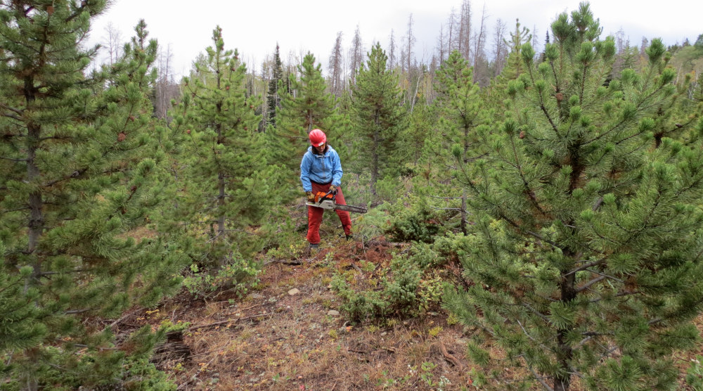 A volunteer helps thin an area of lodgepole regrowth in Northern Colorado.