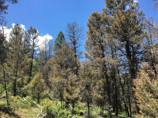 Western spruce budworm damaged these Douglas-fir trees in Gunnison County, Colorado.