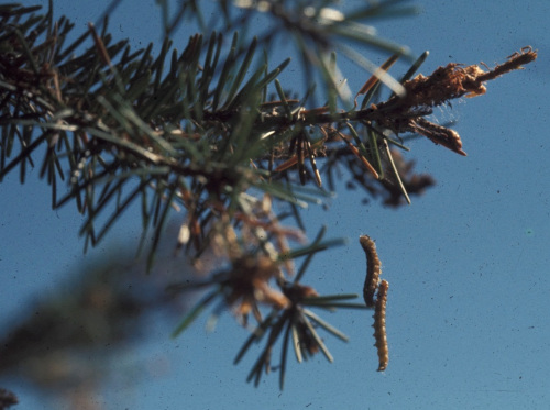 Western spruce budworm partially consumes the needles of Douglas-fir, true fir and spruce trees.