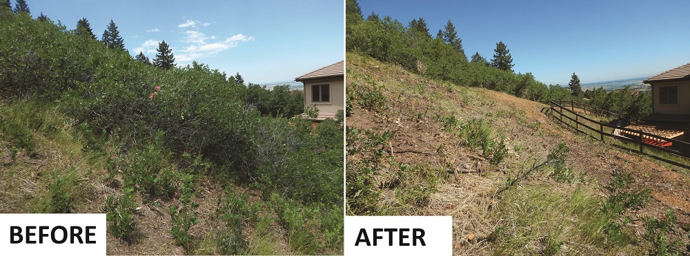 Before and after photos show how Gambel oak was removed around the perimeter of a home