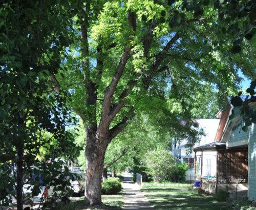 Neighborhood trees in Durango, Colo.