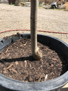close up of soil in a potted tree