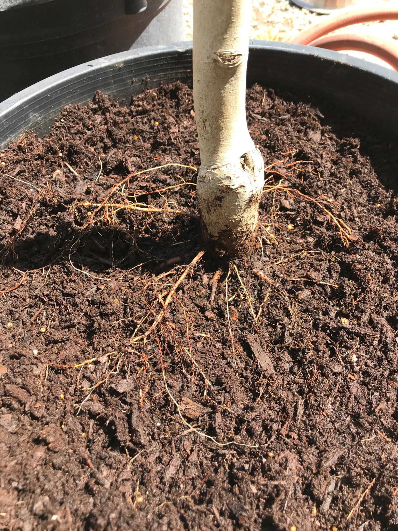 Step|by|Step Guide to Planting Container Trees | Colorado State Forest ...