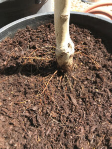 close-up of roots on soil surface of a potted tree