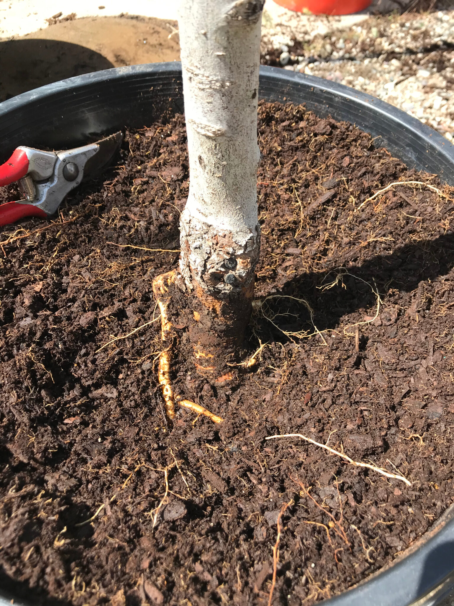 Step|by|Step Guide to Planting Container Trees | Colorado State Forest ...