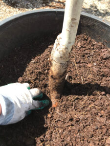 gloved hand points to a root in a young potted tree