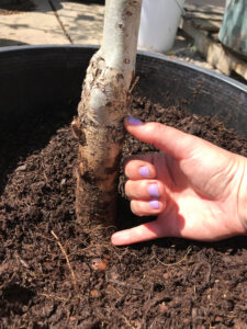 hand next to a young tree trunk in a potted tree.