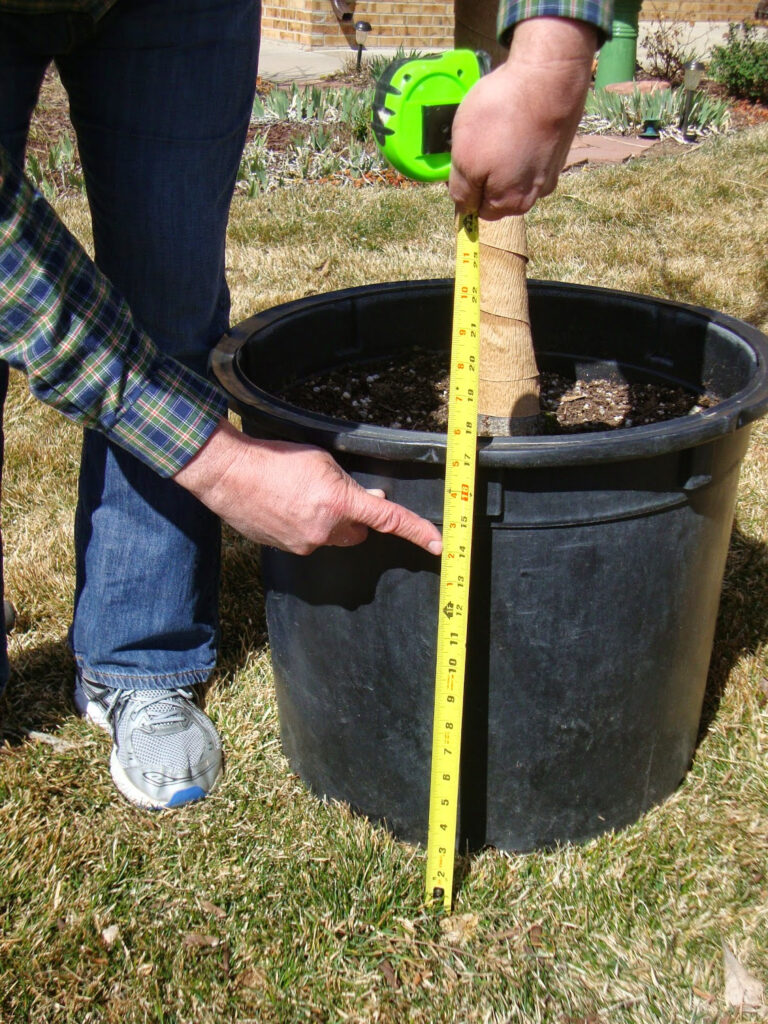 Step|by|Step Guide to Planting Container Trees | Colorado State Forest ...
