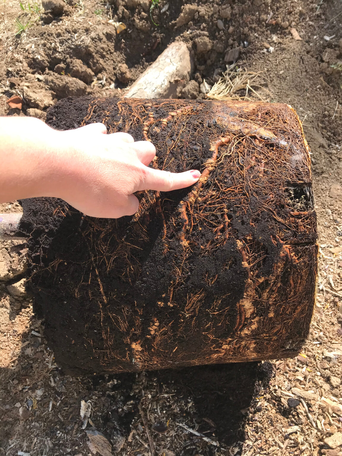 Step|by|Step Guide to Planting Container Trees | Colorado State Forest ...