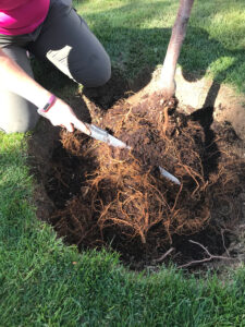 person loosens the root ball of a tree before planting it.