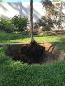 a young tree in a freshly dug hole in a backyard