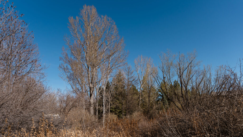Blue sky with leafless trees