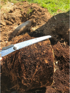 shaving the outside of the tree root ball with a small saw