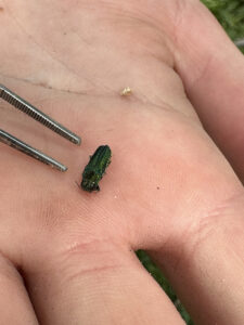 an adult emerald ash borer held in the palm of a hand next to the ends of a pair of tweezers.