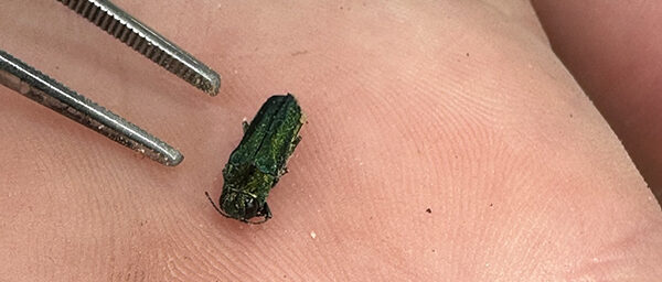 an adult emerald ash borer held in the palm of a hand next to the ends of a pair of tweezers.