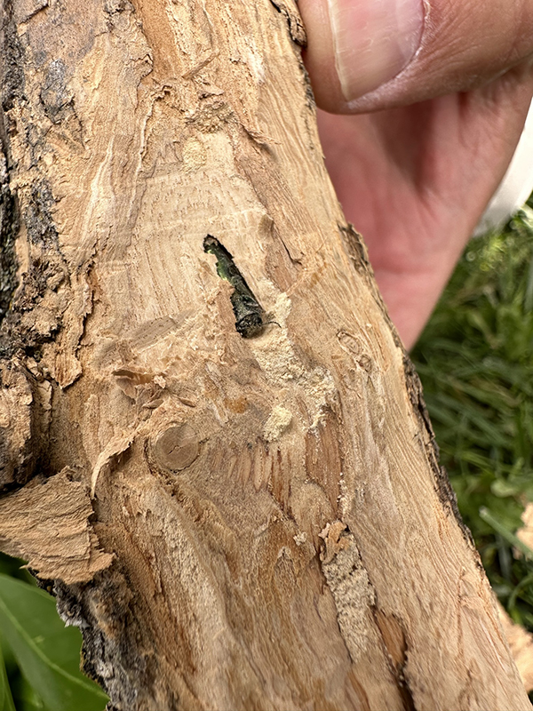 a tree branch stripped of bark with an insect in a crevice.