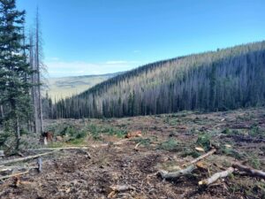 forested mountain with mainly dead trees due to insect outbreak and and a clearcut patch in the foreground.