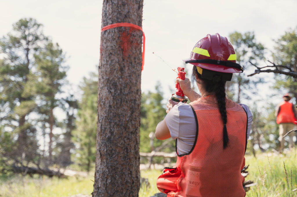 Person sprays a tree with bright orange paint