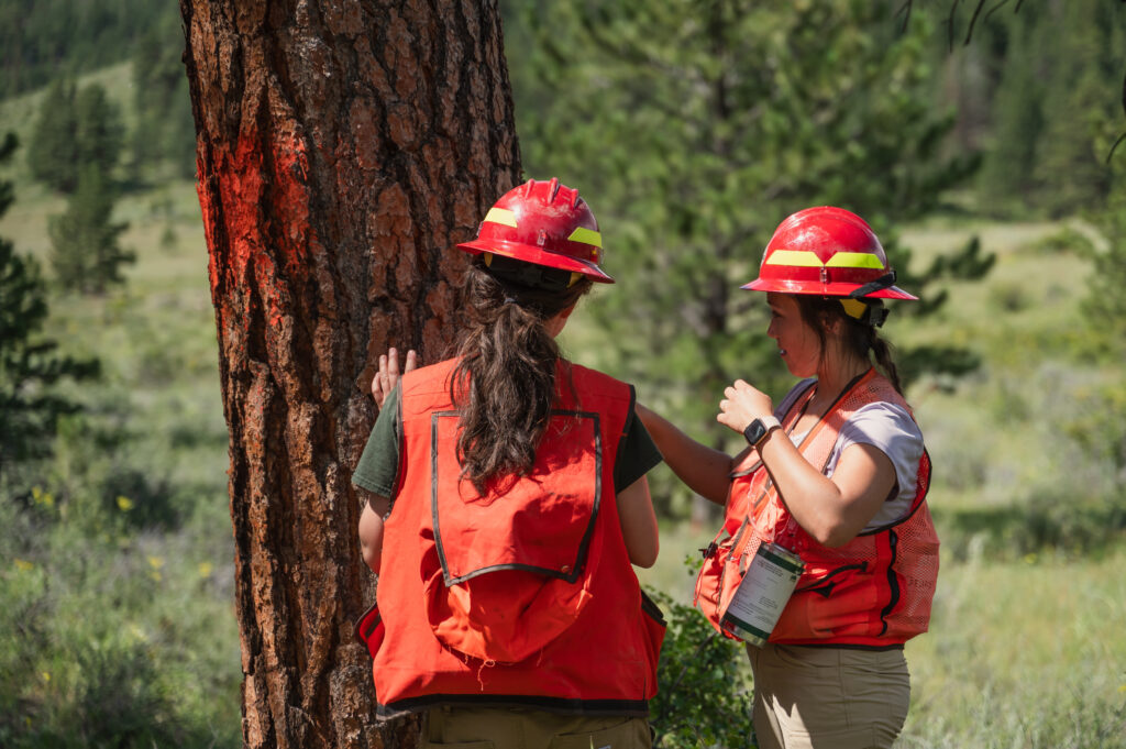 Two people wearing orange protective gear stand next to a tree in a forest