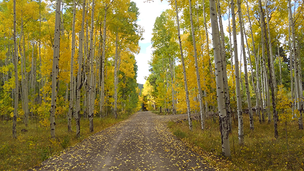yellow and green aspen line both sides of a dirt road.
