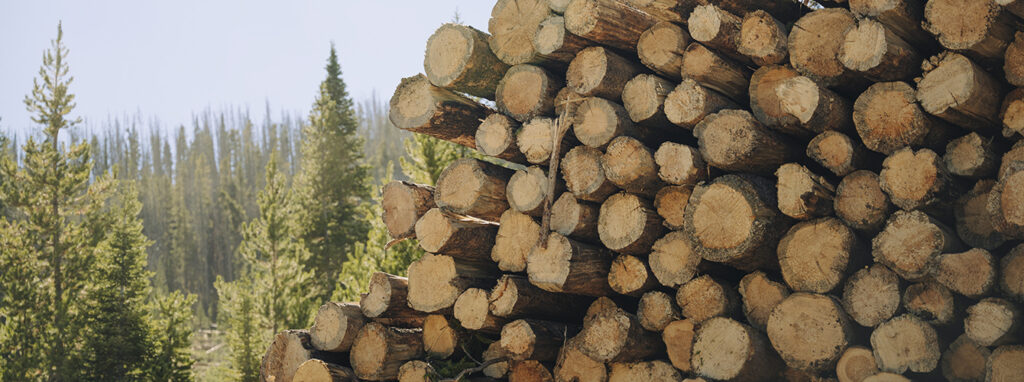 stacked logs in a mountain forest