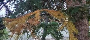 some brown needles on a spruce tree.