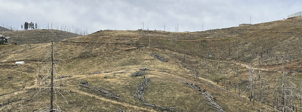 hillside with standing dead trees and piles of logs