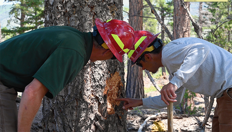 two men wearing hard hats peer at the bark of a tree in a forest.