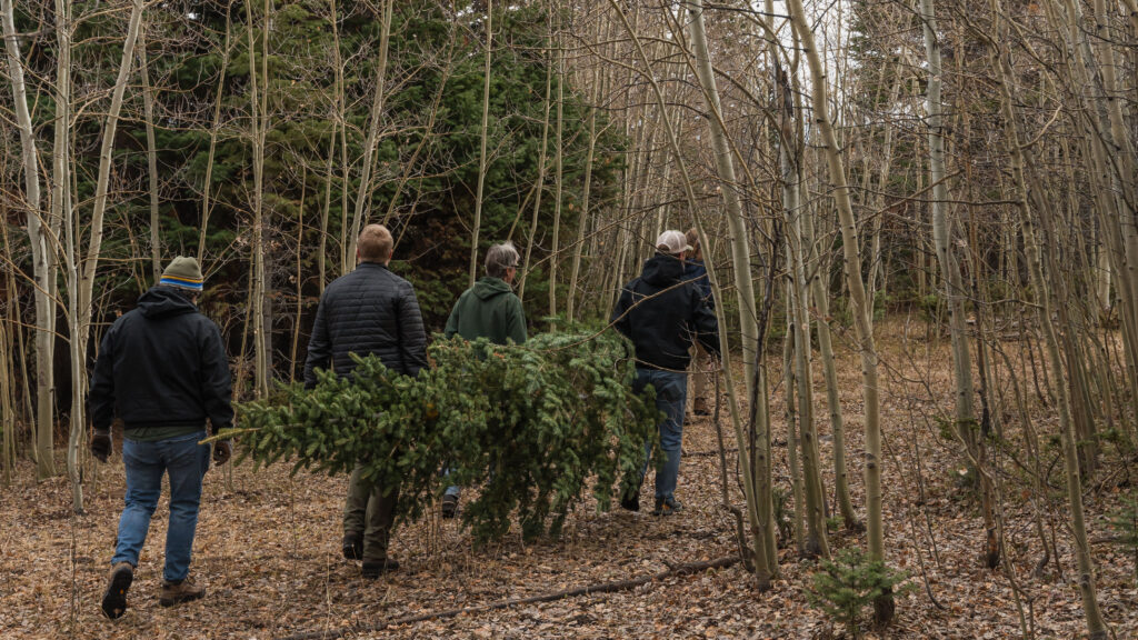 Five people carry fir tree through forest